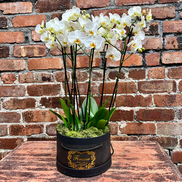White Phalaenopsis Orchid Hat Box (6 Stem)